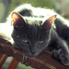 Фотография кошки