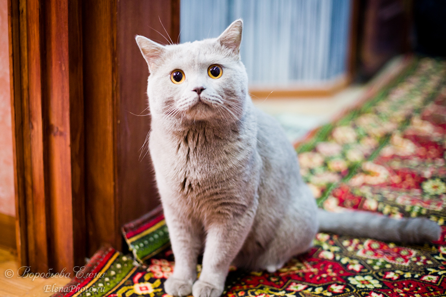 Свадебный кот