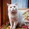 Свадебный кот